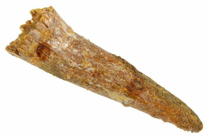 Fossil Pterosaur (Siroccopteryx) Tooth - Morocco #329031